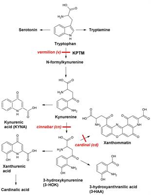 3-Hydroxykynurenine in Regulation of Drosophila Behavior: The Novel Mechanisms for Cardinal Phenotype Manifestations